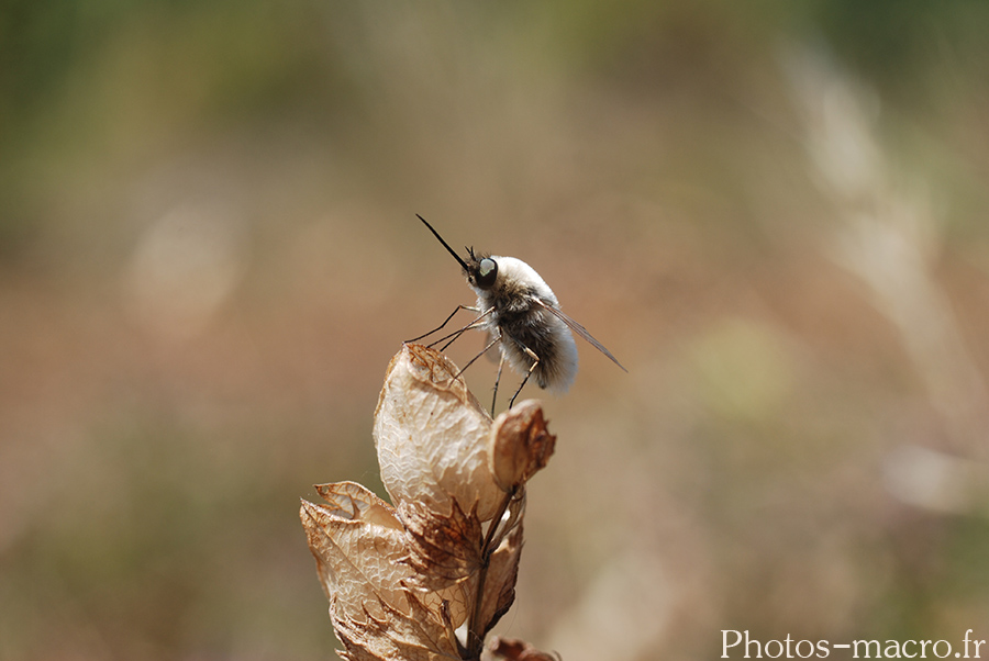 Bombylius minor